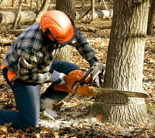 Tree Removal in Au Train, MI